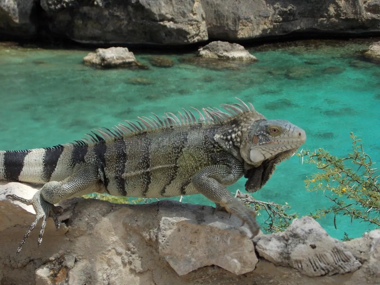 Bon Bini Lagun Curacao Διαμέρισμα