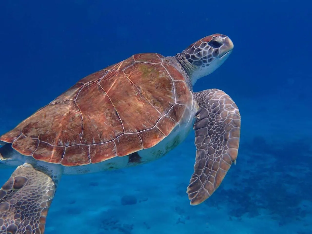 Bon Bini Lagun Curacao Διαμέρισμα Κουρασάο